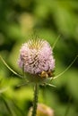 Thistle and Bee Ã¢â¬â Cirsium Vulgare